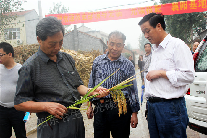 王文德同志亲自采摘常规施肥田稻穗与光碳示范田稻穗认真对比