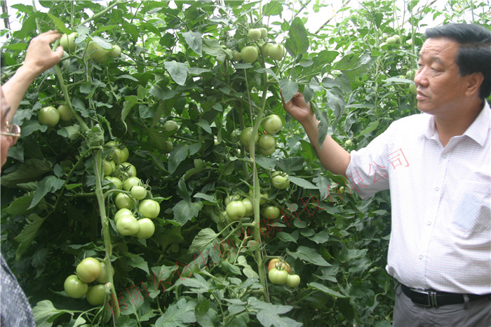 南阳市卧龙区蔬菜基地的番茄施用光碳核肥后硕果累累