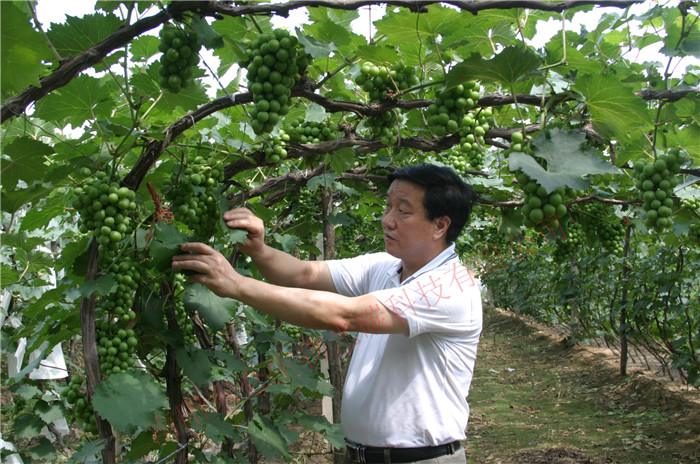 王良富董事长在辽宁省黑山光碳核肥葡萄基地观察葡萄长势The chairman observed the grape growing situation in Liaoning Province Hei