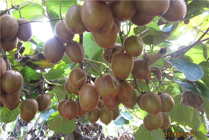 西峡县光碳核肥猕猴桃果实累累，压弯枝头Xixia County, gonton fertilizer, kiwi fruit, Bending Branches