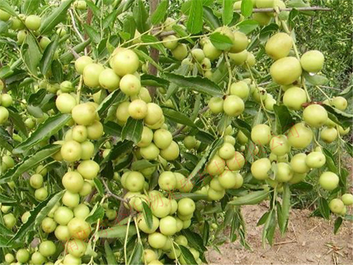 新疆光碳核肥大枣产量高，品质好Xinjiang gonton fertilizer, jujube high yield, good quality